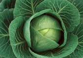 Crispy Cabbage